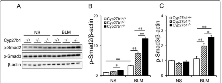 Fig. 7 Cyp27b1 gene knockout aggravates BLM-induced activation of TGF- β/Smad3 in the lungs