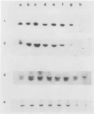 FIG. 4. Changes in the immunologically detectable amounts of RuBPcase, SOD, and PEPcase during development and ripening of  to-mato fruits