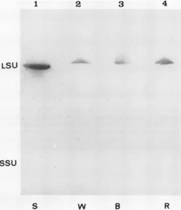 Figure 3. Immunodetection of R, B, and W LSUs. Rubisco enriched extracts (50 ,ug) from 6 d old R, B, and W grown cultures were