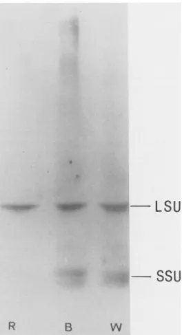 Figure 4. Immunodetection of R, B, and W SSUs. Total soluble proteins (45 ,ug) extracted from 6 d old R, B, or W grown cultures