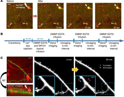 Figure 2. Activation of S1 astrocytic Ca2+arrowheads) show no Canm 2-photon laser stimulation (10 mW, 50-ms duration, Tornado mode, Olympus)