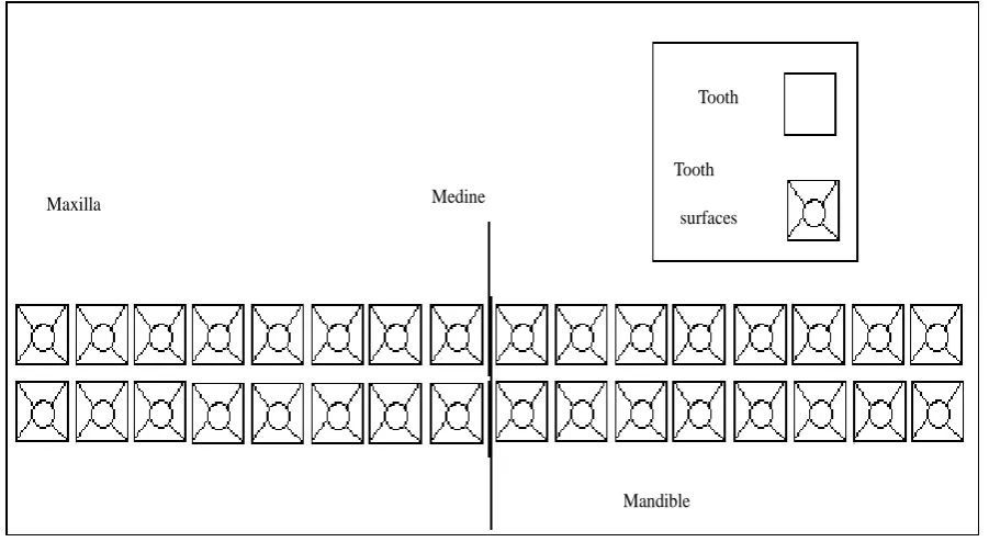 Figure 1.  Spatial locations of complete (32) teeth in lattice system. 