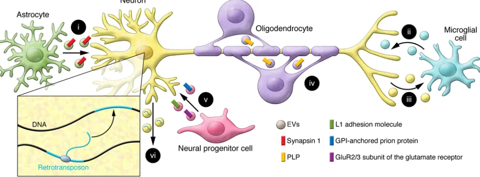 Figure 1. EV-mediated intercellular communication between cells in the nervous system