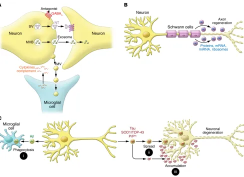 Figure 2. EVs in nervous system physiology and pathology. (results in the release of presynaptic EVs that are taken up by postsynaptic cells and modulate synaptic strength and retrograde signaling