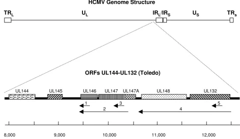 Figure 1Map of HCMV UL144 through UL132 open reading framesMap of HCMV UL144 through UL132 open reading frames
