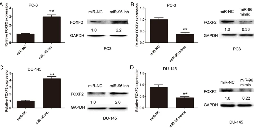 Figure 5. FOXF2 as a downstream mediator of miR-96 in PC cells. A. Cell pro-liferation was significantly increased after FOXF2 silencing, but was rescued by down-regulation of miR-96 in PC-3 cells