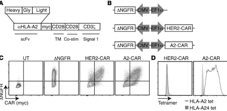 Figure 1. Construction, expression, and antigen specificity of an HLA-A2–specific CAR