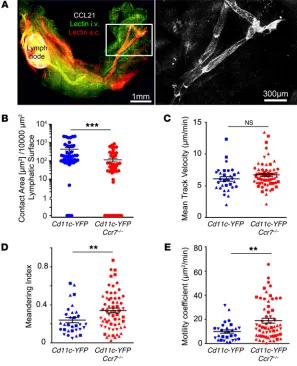Figure 1. CCR7-mediated interactions of DCs with lymphat-ic collecting vessels outside of LNs