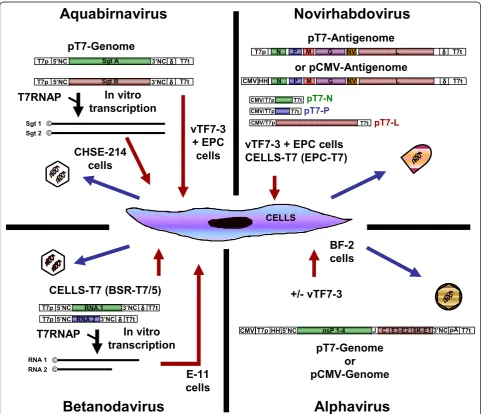 Figure 1 Systems of reverse genetics for fish RNA virus generation entirely from cloned cDNAschematic representation of each plasmid cDNA encoding viral replicative complex proteins or containing a cDNA copy of full-length viralgenome, antigenome or genome