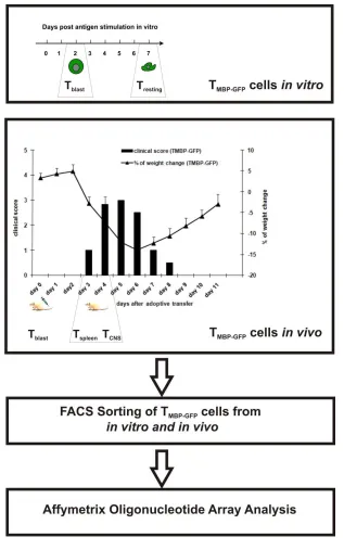 Figure 5. 1 Schematic illustration of green fluorescent TMBP-GFP cell sorting using FACS from different milieus and subsequent microarray analysis