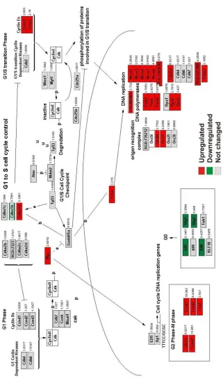 Figure 5. 10 Cell cycle pathway is upregulated in Tactivated transcriptome. 