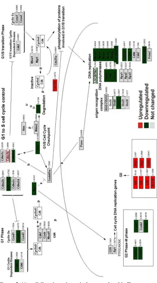 Figure 5. 11 Cell cycle pathway is downregulated in Tmigratory transcriptome. 