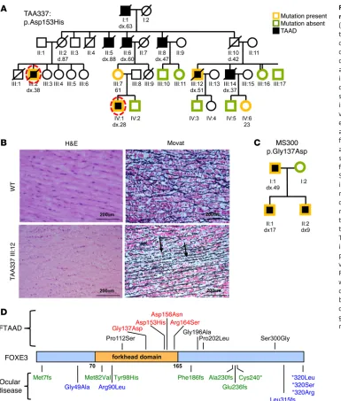 Figure 1. Identification of FOXE3 mutations as a cause of FTAADs. (A) Pedigree of family TAA337, with the legend showing the designation of the disease and mutation status of the family members