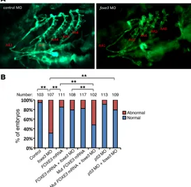 Figure 2. Knockdown of foxe3 disrupts aortic arch develop-ment in zebrafish. (A) Representative images of control and foxe3 MO–injected Tg(flk1:EGFP) zebrafish at 105 hours post fertilization (hpf)