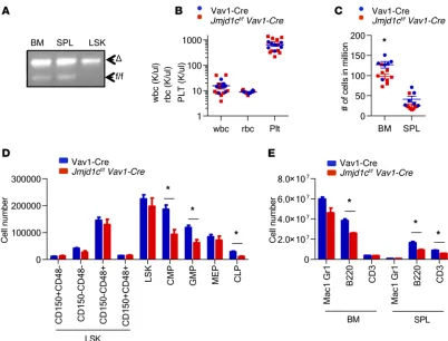 Figure 6. Effect of loss of JMJD1C in steady-state hematopoiesis. (EA) Genotyping result of BM, SPL, and LSK (Lin–Sca-1+ c-Kit+) cells from Jmjd1cf/f Vav1-Cre mice