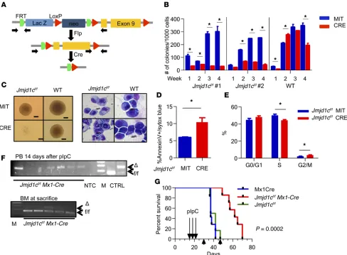 Figure 2. Loss of JMJD1C decreases LSC frequency in established MLL-AF9 leukemia. (DA) Schematics of conditional knockout allele of Jmjd1c