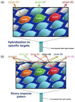 Figure 1. Array-based patterned hybridization concept. The array platform employs single-stranded oligonucleotide sequences immobilizedonto microbead array features