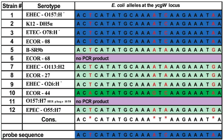 Table 2. Primer and Probe Sets Used for the MLST Binary Microarray Approacha