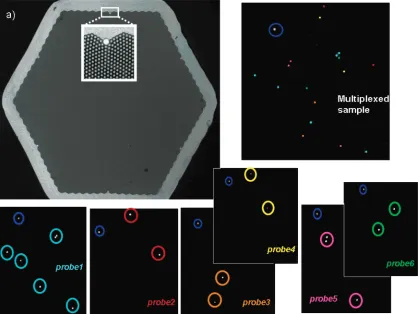 Figure 2. (a) Image of the hexagonally packed fiber-optic bundle illustrating the individual positions in the array