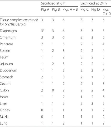 Table 1 Identification of male WJCs in pigs receiving intraperitonealtransplants at birth and sacrificed 6 or 24 h later
