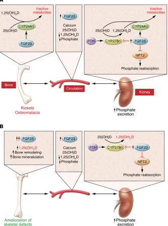 Figure 1. Vitamin D functions are regulated by a balance of 1,25(OH)D synthesis and 