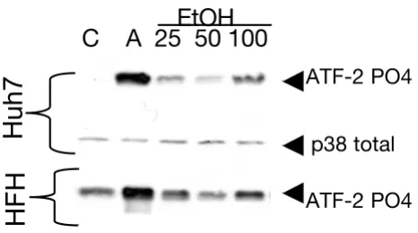 Figure 2Ethanol activates p38 MAPK in human liver cell culturesEthanol activates p38 MAPK in human liver cell cultures