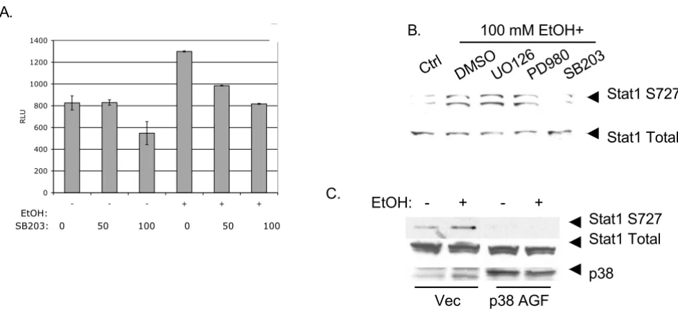 Figure 3Involvement of p38 MAPK in ethanol induction of ISRE transcription and Stat1 serine phosphorylationwere transfected with 0.7 Involvement of p38 MAPK in ethanol induction of ISRE transcription and Stat1 serine phosphorylation
