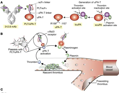 Figure 1. Schematics of the construction and biology of PLT/uPA-T. (A) Schematic 