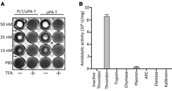 Figure 2. Fibrinolytic characterization of PLT/uPA-T.lar amounts of uPA-T and PLT/uPA-T in the presence of thrombin (20 nM) rendered them equally active, as evidenced by the size of lytic zones in a fibrin plate analysis