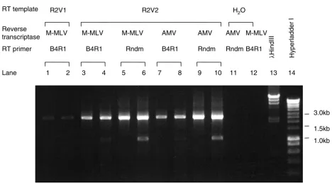 Figure 2Optimization of RT conditions for genotype 1b amplicon 2Optimization of RT conditions for genotype 1b amplicon 2