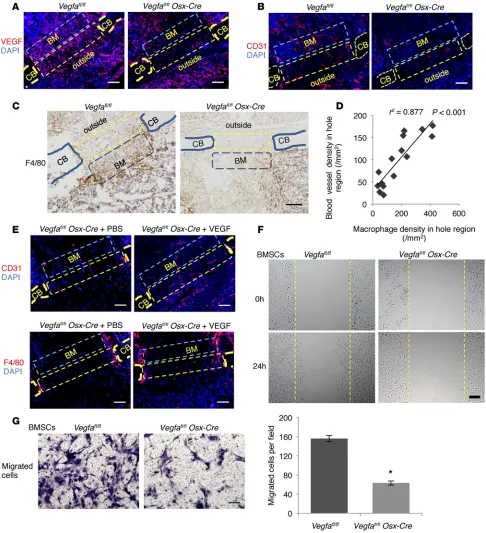 Figure 6. Osteoblast-derived VEGF stimulates macrophage-related angiogenesis and migration of BM cells