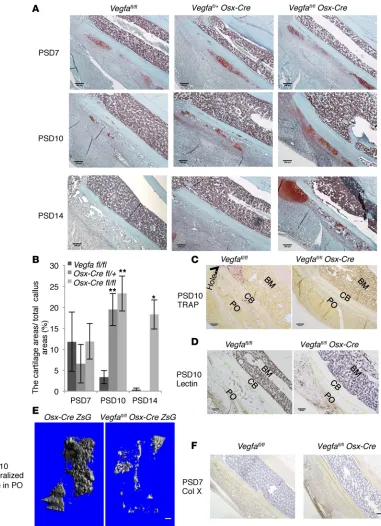 Figure 7. Deletion of Vegfamice (0.069 ± 0.019 mmmice ( in osteoblasts and hypertrophic chondrocytes impairs cartilage resorption in injured PO