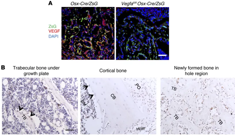 Figure 1. Osteoblastic lineage cells are an important source of VEGF at the bone-repair site