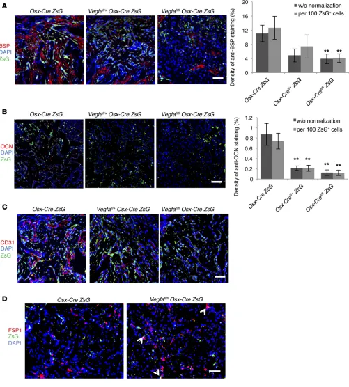 Figure 3. Reduced angiogenesis and osteoblast differentiation in Vegfawith (4.9% ± 0.7%) of vessel areas in hole region of resent fibroblasts differentiated from osteolineage cells