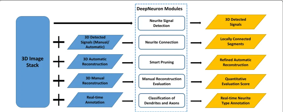 Fig. 1 The workflow of the Open Source one or more processing components. Neurite signal detection module (Sect