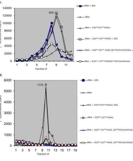Figure 63CDpro(3CproH40A) enhances the specific infectivity of virus particles produced in vitro3CDpro(3CproH40A) enhances the specific infectivity of virus particles produced in vitro