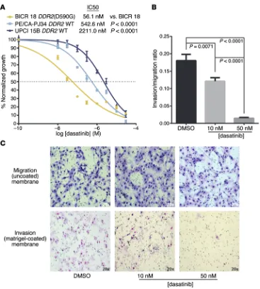 Figure 5. HNSCC cells harboring an endogenous DDR2(D590G) mutation 