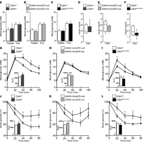 Figure 3. CDK4 promotes insulin sensitivity in vivo. (Cdk4Cdk4A–C) Fasting glycemia in Cdk4+/+ and Cdk4nc (n = 8) mice (A), Cdk4flox/flox infected with AAV8-mini/aP2-null or AAV8-mini/aP2-cre vectors (n = 5–4) (B), and Cdk4+/+ and Cdk4R24C/R24C (n = 12) mi