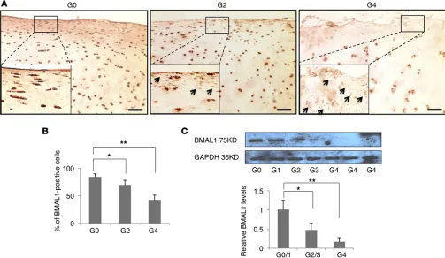 Figure 1. Reduction of BMAL1 expression in articular cartilage from human knees with OA