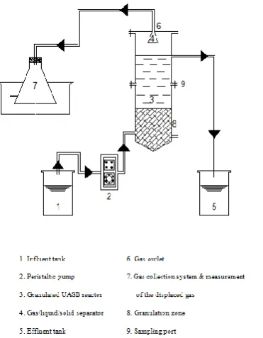 Fig -2: Anaerobic granules from the UASB reactor 