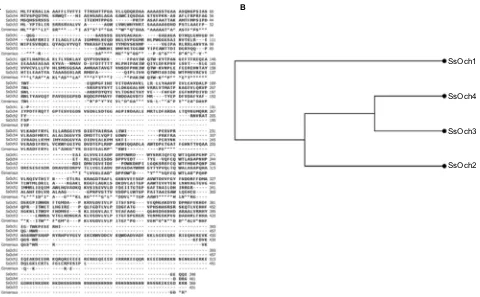 Figure S1 comparison of the proteins encoded by members of the Notes:(ssOch1), XP_016584588 (ssOch2), XP_016588949 (ssOch3), and XP_016587054 (ssOch4)