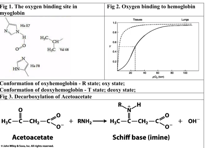 Fig 1. The oxygen binding site in  myoglobin 