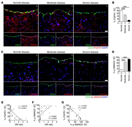 Figure 8. FGFR1 expression and SMAD2 phosphorylation in ECs in human coronary arteries