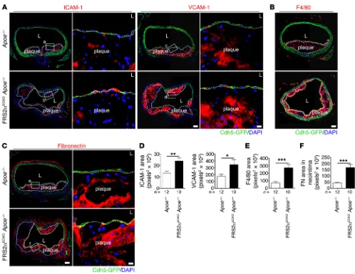 Figure 7. Effect of endothelial FGF signaling suppression on inflammation and EndMT marker gene expression in mice