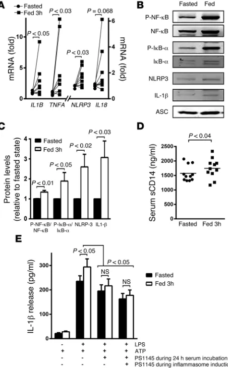 Figure 4. Refeeding initiates NLRP3 inflammasome priming via NF-κB signaling. (A) Transcript levels encoding TNFA and inflammasome 