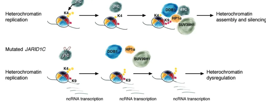 Figure 7. Proposed model for JARID1C-mediated heterochromatin assembly and silencing of ncRNAs at every cell cycle