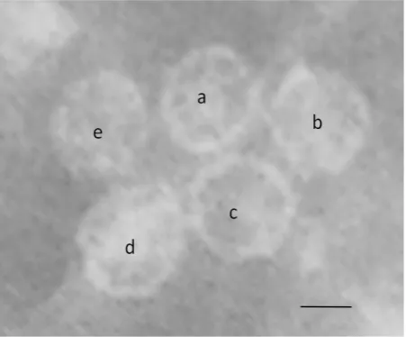 Figure 4. Micrograph of phage MS2 in twofold (a), threefold (b) and fivefold (c) views