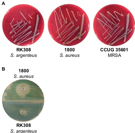 Figure 1 (agar plates. (plate with cefoxitin disc (30 µg).Abbreviations:A) S. argenteus RK308, S