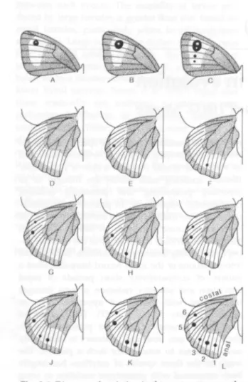 Fig. 9.1 Diagram of variation in the spot pattern on the wing ventral surface of the meadow brown Mamola jurtina