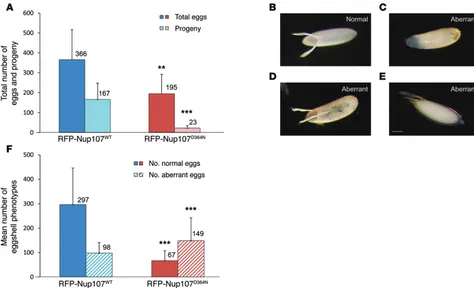 Figure 3. Impaired fertility and eggshell morphology in RFP-Nup107D364Nis reduced in RFP-Nup107flies (***proportion of eggs with aberrant eggshell phenotypes was 69% (149 of 216) in RFP-Nup107above the bars